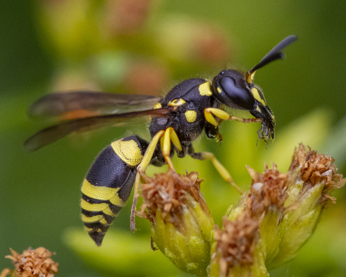 European tube wasp