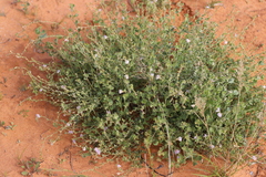 Scaevola parvibarbata