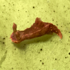 Polycera parvula