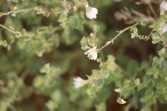 Scaevola parvibarbata