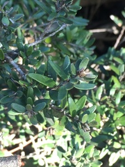 Myrceugenia rufa