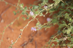 Scaevola parvibarbata