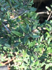Myrceugenia rufa