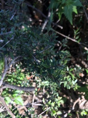 Myrceugenia rufa