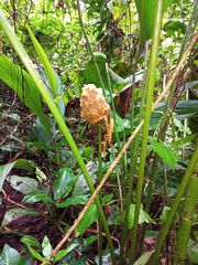 Goeppertia inocephala