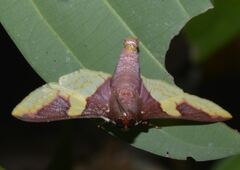 Pachynoa purpuralis