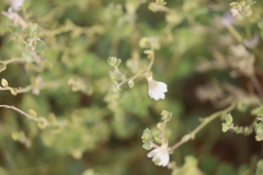 Scaevola parvibarbata