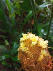 Goeppertia inocephala