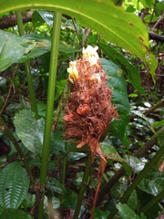 Goeppertia inocephala