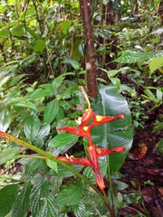 Heliconia irrasa