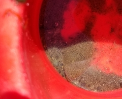 Citharichthys stigmaeus