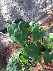 Dioscorea humifusa