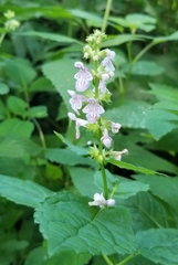 Stachys nuttallii