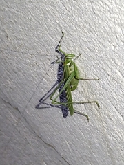 Insara elegans