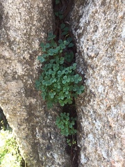 Oxalis megalorrhiza
