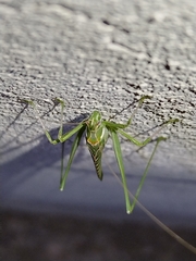 Insara elegans