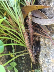 Oxalis megalorrhiza