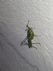 Insara elegans
