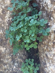 Oxalis megalorrhiza