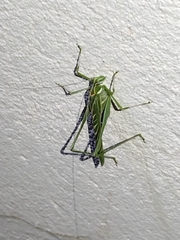 Insara elegans
