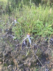 Caladenia longicauda