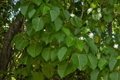 Hura polyandra