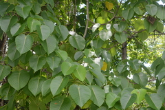 Hura polyandra