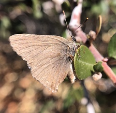 Satyrium saepium