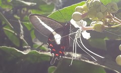 Parides proneus