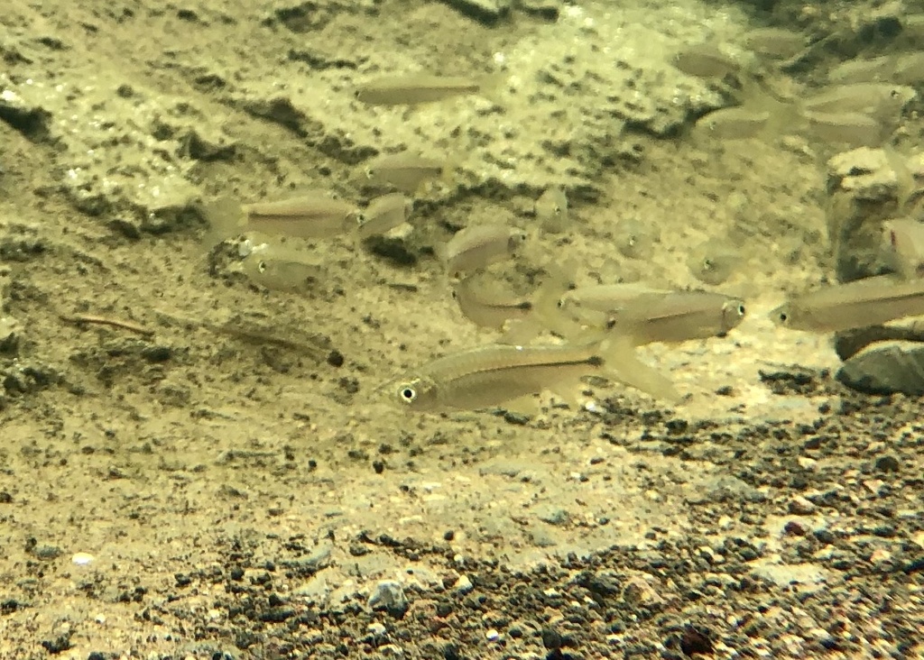 Sidestripe Rasbora