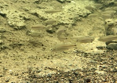 Sidestripe Rasbora photo 1