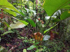 Goeppertia inocephala