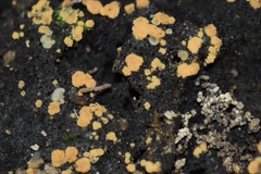 Sphaerosporium