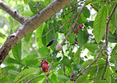 Anthracothorax viridis