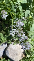 Corydalis caseana