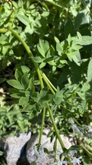 Corydalis caseana