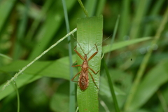 Rocconota annulicornis