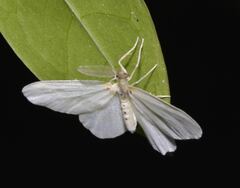 Genusa