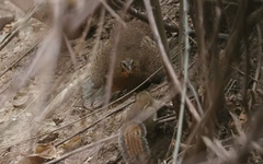 Tropicoperdix chloropus