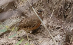 Tropicoperdix chloropus