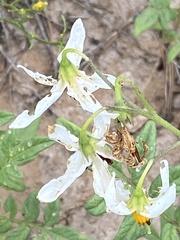 Solanum jamesii