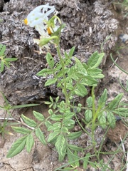 Solanum jamesii