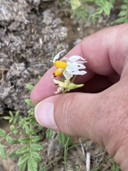 Solanum jamesii