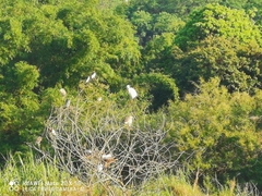 Egretta garzetta