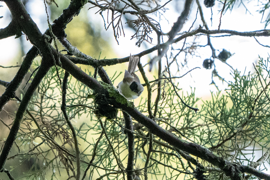 Black-eared Bushtit