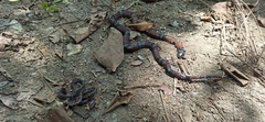 Erythrolamprus bizona