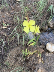 Oenothera flava
