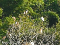 Egretta garzetta