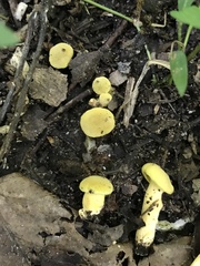 Cantharellus chicagoensis