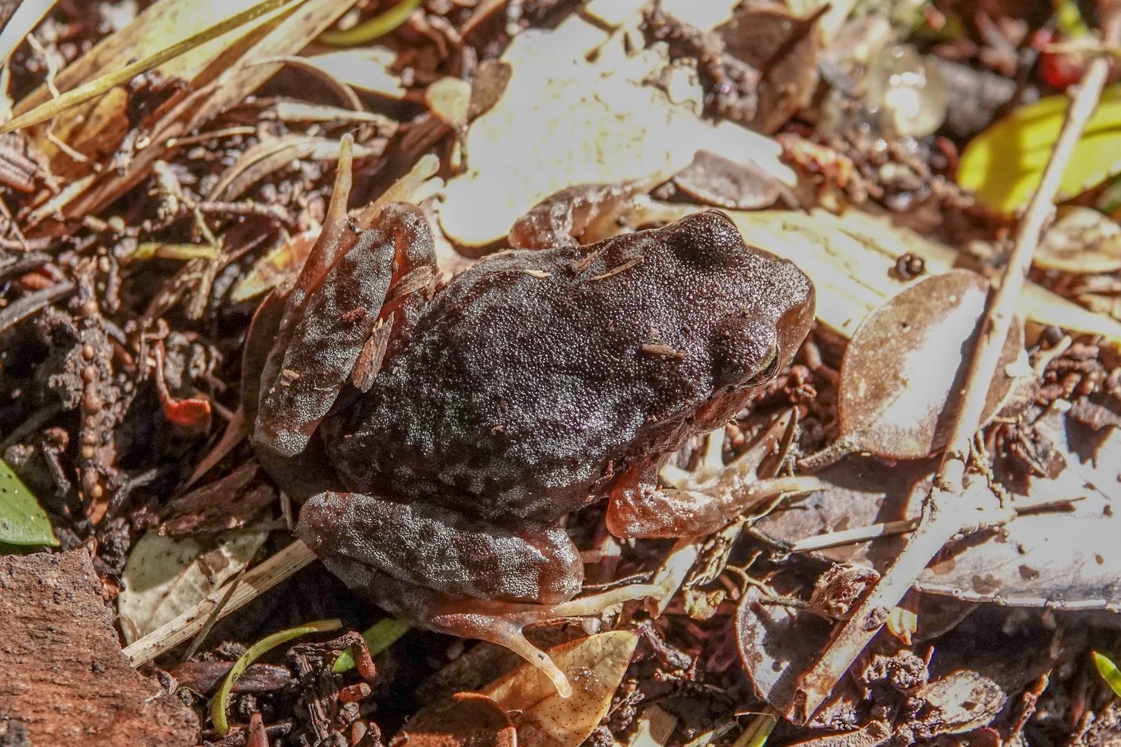 Eupsophus altor Nuñez, Rabanal & Formas, 2012